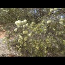 Melaleuca glomerata